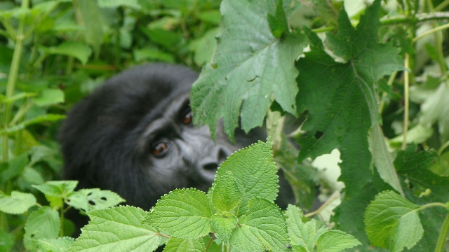 Bwindi Impenetrable National Park