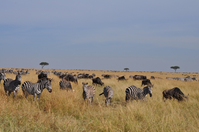 Masai Mara Triangle wildlife in kenya